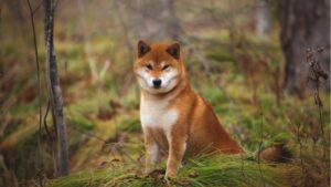 Vitalik Buterin Donates B Worth of Shiba Inu Tokens to India’s Crypto Covid Relief Fund