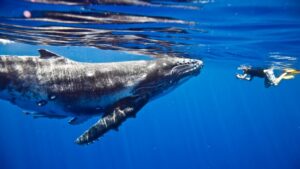 Mystery Whale Returns by Moving  Million — Miner Transfers 1,000 ‘Sleeping Bitcoins’ from 2010