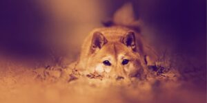 Dogecoin Knockoff Shiba Inu Sheds 12% After Coinbase Delays Listing