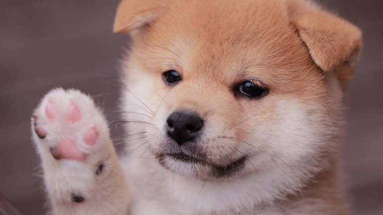 You are currently viewing 248% Weekly Gains — Baby Doge Coin Continues to Rally While Most Crypto Asset Markets Slump