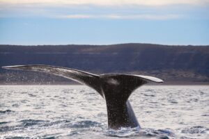 Read more about the article Bitcoin: the whales are continuing to accumulate