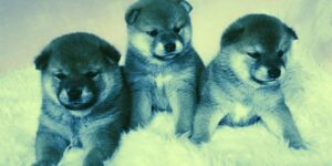 Read more about the article Meme Coin Pack Flocks to Baby Doge as Dogecoin, SafeMoon and SHIB Slip