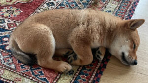 Read more about the article Elon Musk’s New Puppy Tweet Sends Shiba Floki Token Soaring, FLOKI Jumps More Than 900% in 24 Hours