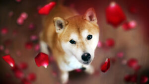 Read more about the article Dogecoin Rival Shiba Inu Spikes in Value While DOGE Prices Flounder, SHIB Jumps 21% in 24 Hours