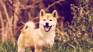 Ethereum Meme Token SHIB Flips Dogecoin as Bitcoin Slumps