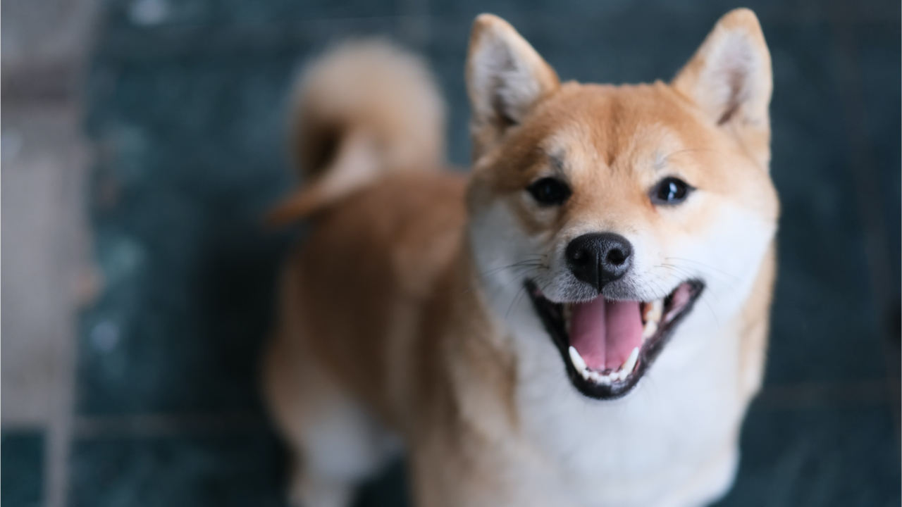 You are currently viewing Meme Crypto Shiba Inu Skyrockets — SHIB Climbs 230% in a Week, Whale Buys 6 Trillion Tokens