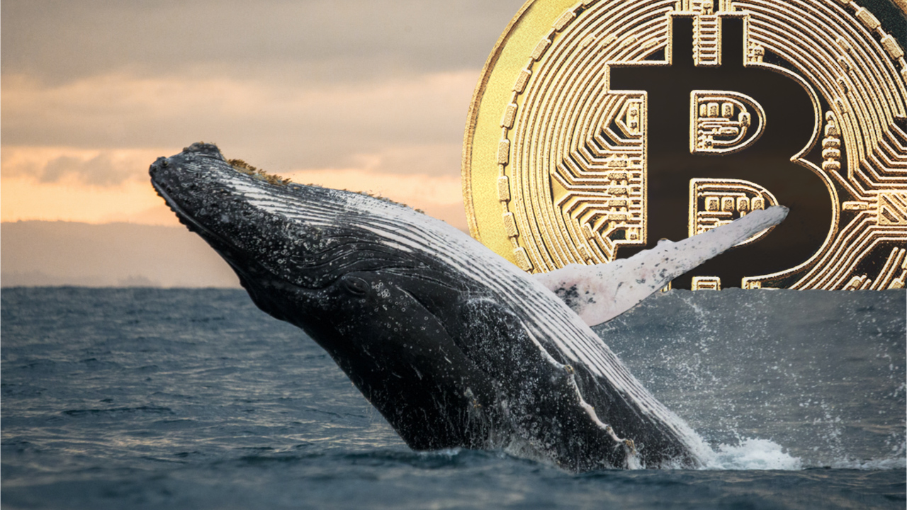 Read more about the article While BTC Skyrocketed to $69K, Whale From 2013 Transfers $147 Million Worth of ‘Sleeping Bitcoins’