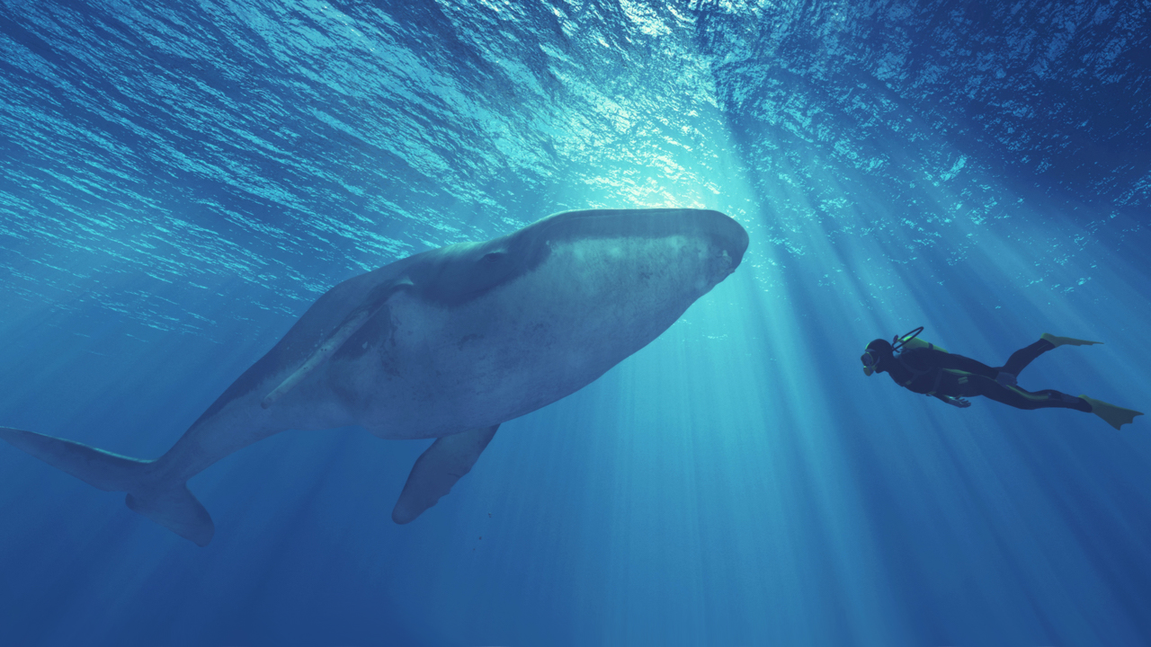 You are currently viewing While Speculators Believe Bitcoin’s Third-Largest Wallet Is a Mystery Whale, Onchain Data Suggests It’s an Exchange