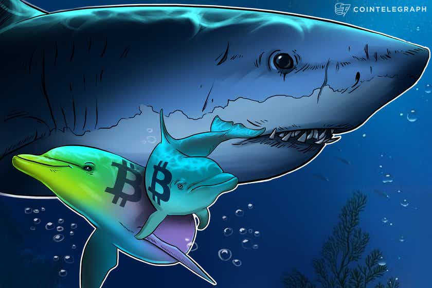 You are currently viewing Fish food? Data shows retail investors are buying Bitcoin, whales are selling