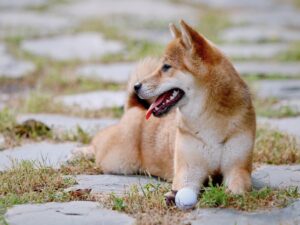 Read more about the article Shiba Tron: Why you need to be wary of the latest puppy in the market