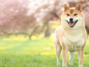 Read more about the article Shiba Inu: A ‘millionaire’s’ bet against long-term uncertainty?