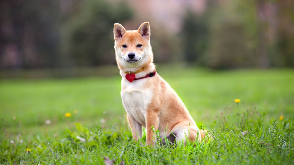 You are currently viewing Shiba Inu: Measuring the true potential of still HODLing SHIB