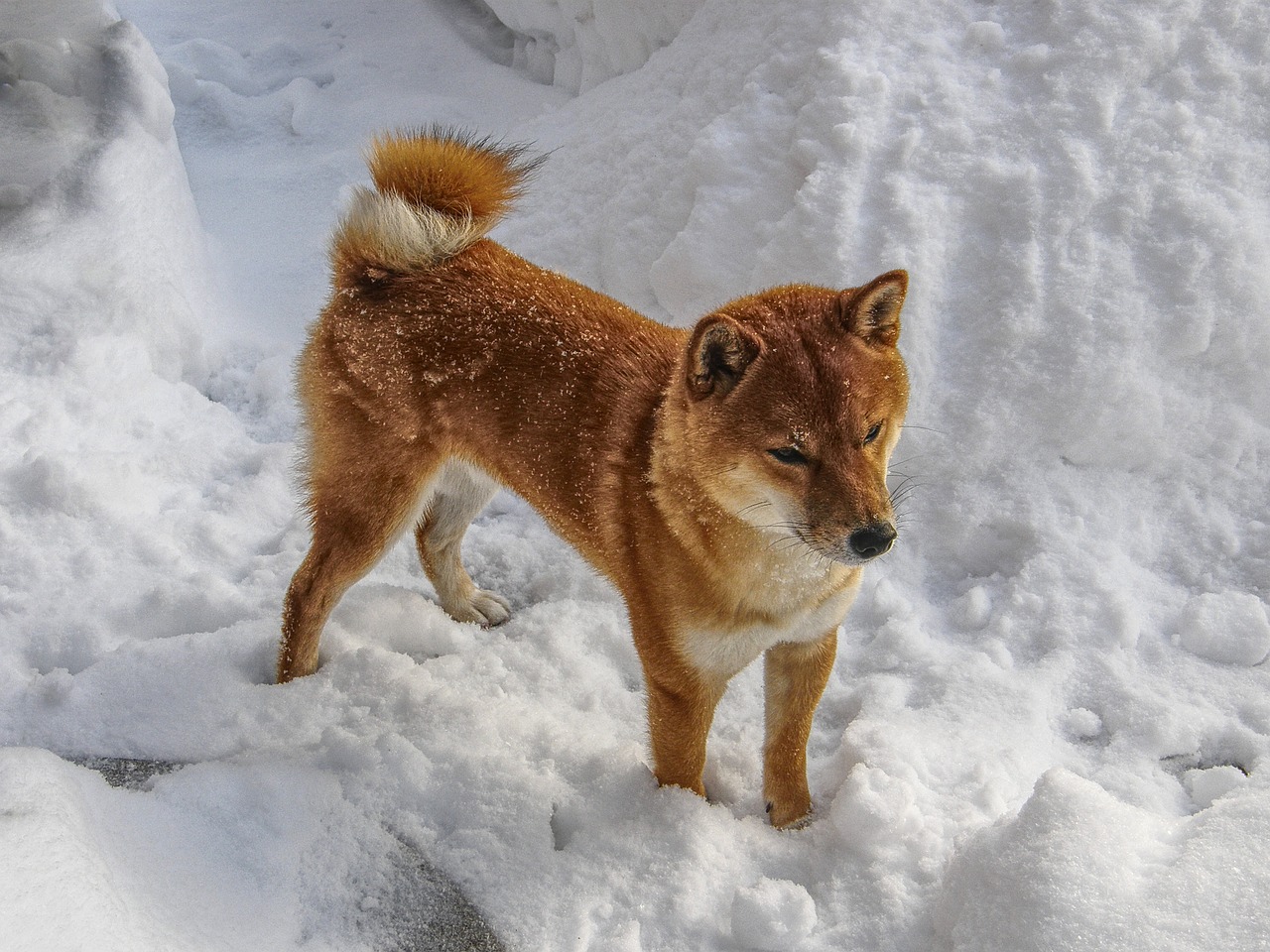 You are currently viewing How ‘social’ should ‘social’ Shiba Inu be to initiate more recovery