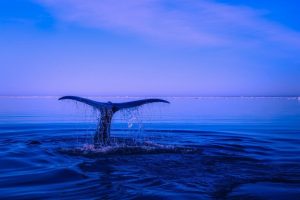 Cryptocurrency Whale Nets .5 Million in Little Over a Year Selling Wrapped Bitcoin