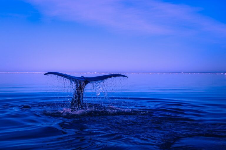 Read more about the article Cryptocurrency Whale Nets $15.5 Million in Little Over a Year Selling Wrapped Bitcoin
