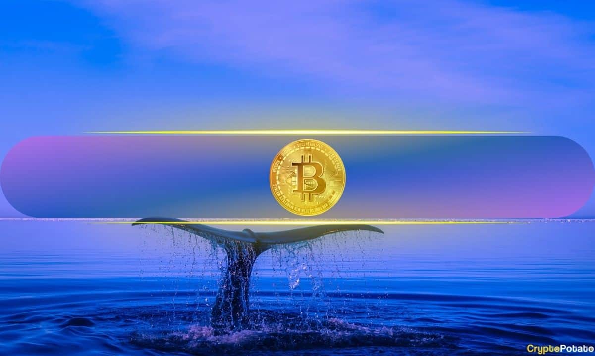 You are currently viewing Bitcoin Whales Withdraw $132M from Binance Following Trump’s Victory