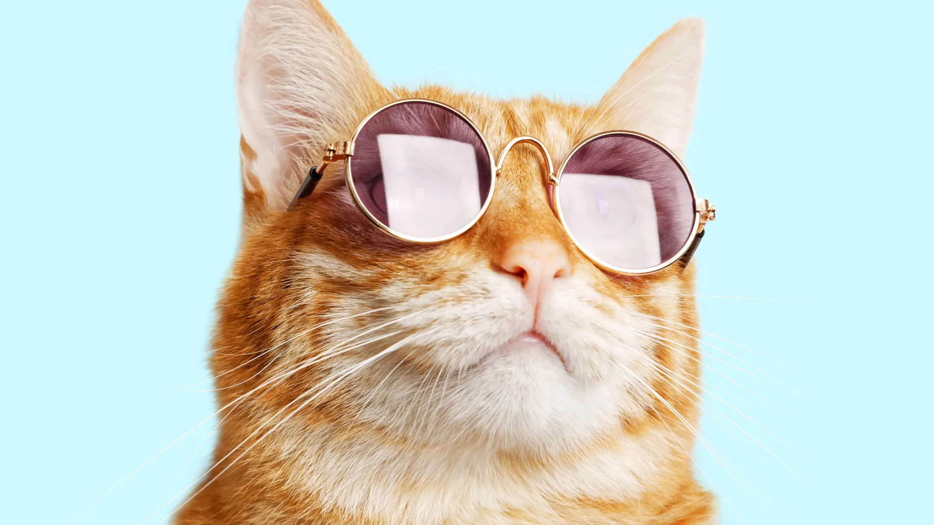 You are currently viewing Crypto Pundit Predicts Broader Rally for Cat-Themed Meme Coins