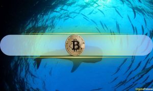 Read more about the article Large Bitcoin Investors Unfazed by BTC’s Correction as Whale Accumulation Continues: Santiment