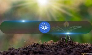 Read more about the article Cardano’s On-Chain Activity Soars as ADA Rockets Above $0.8