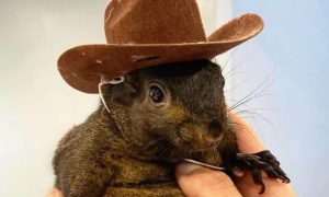 Read more about the article Squirrel Dad Sends Legal Warning to Binance for Alleged Misuse of PNUT Branding