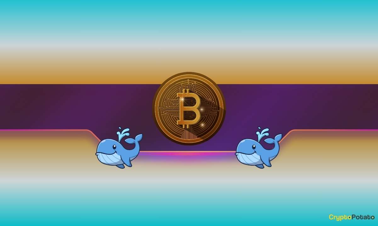 You are currently viewing 220,000 BTC Vanish in a Year: Are Whales Behind Bitcoin’s Slide?