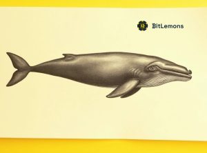 Read more about the article TRX’s Rapid Whale Growth and ADA’s Strong Technical Setup – But All Eyes Are on $BLEM’s Presale Action