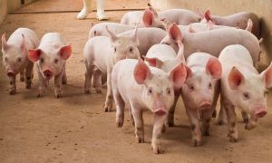 Read more about the article Tether Assists DOJ in $225M Stablecoin Seizure Linked to ‘Pig Butchering’ Scam