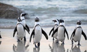 Read more about the article My Neighbor Alice Partners With Pudgy Penguins to Launch New Game Zone ‘Pudgy Land’