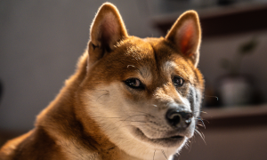 Read more about the article From Memecoin to Thriving Ecosystem: How Dogecoin Conquered the World