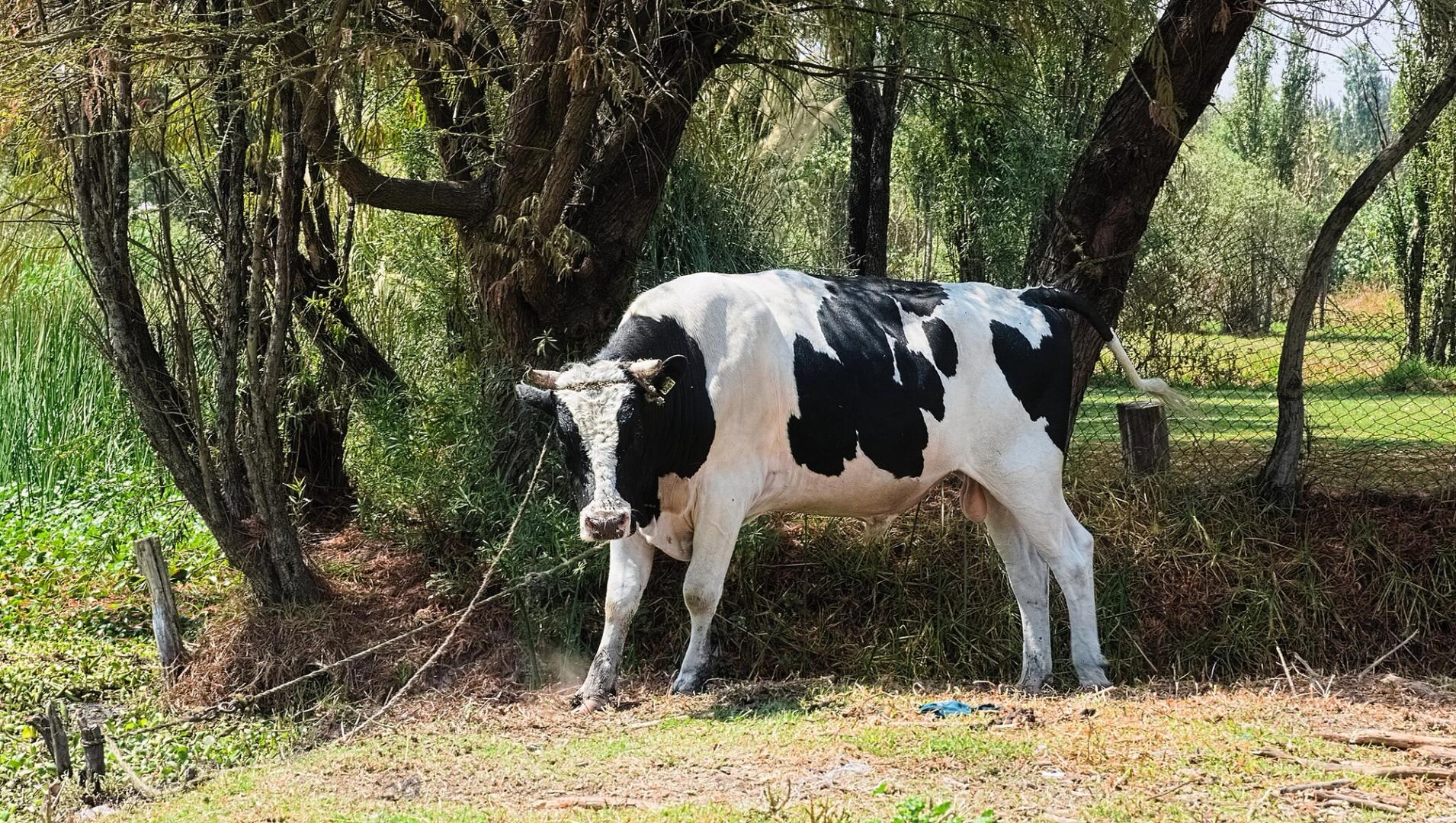 You are currently viewing Bitcoin's Q2 Boom Being Fueled by Corporates: Bitwise