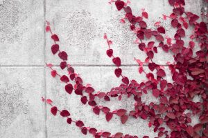 Read more about the article Instant Payments Fintech Ivy Adds Circle’s USDC, EURC Stablecoins