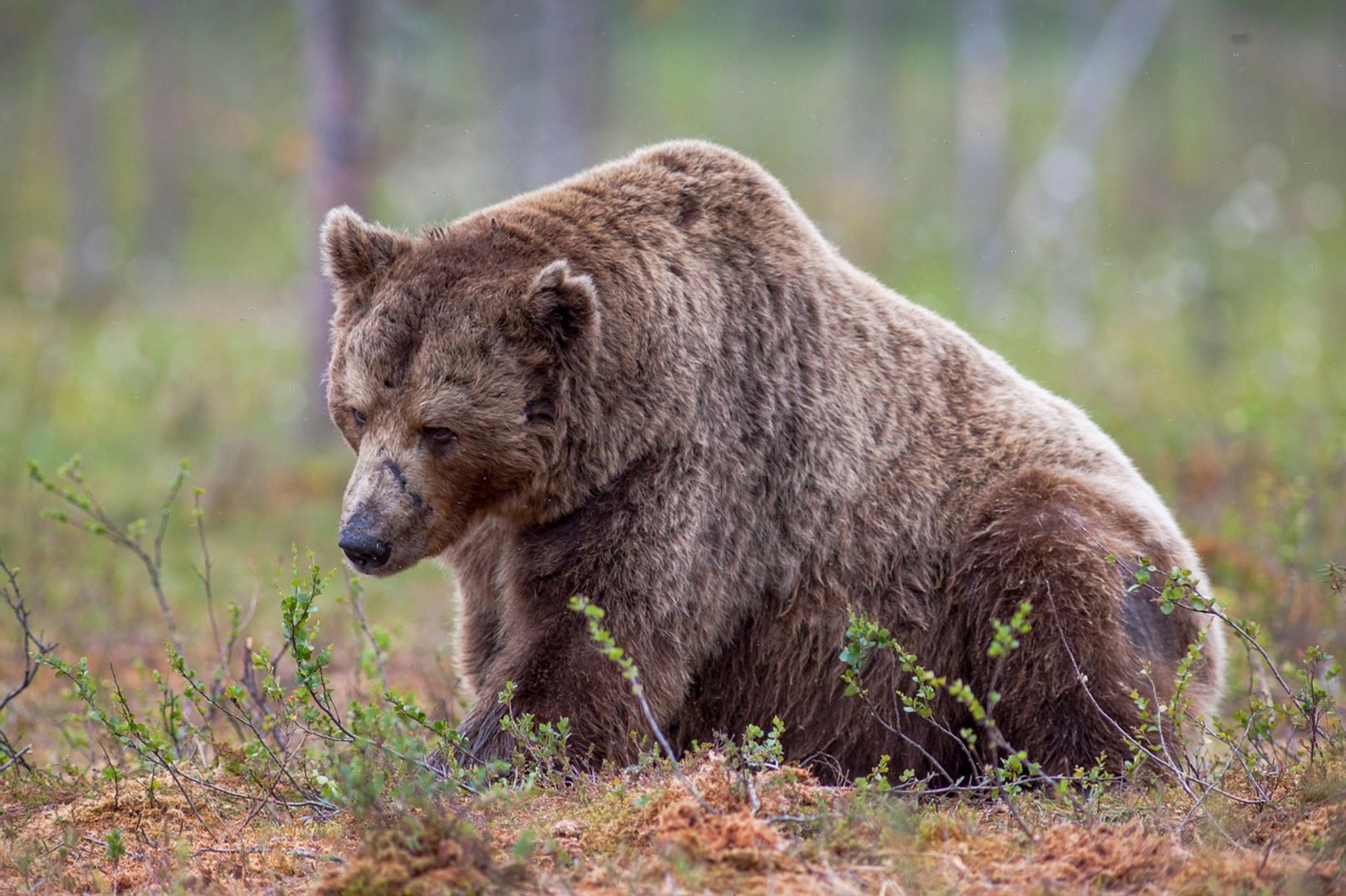 You are currently viewing Bears Lose $400M to Liquidations, Largest Since May, as BTC, ETH, SOL Spike Higher