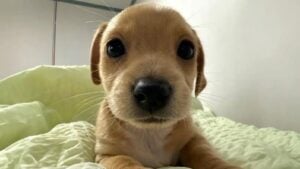 Read more about the article How to Buy Billy (BILLY) Meme Coin Without KYC: Private & Fast Options