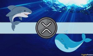 Read more about the article Understanding Today’s Crash in XRP Prices: Ripple Whales Behind the Move Below $2.5?