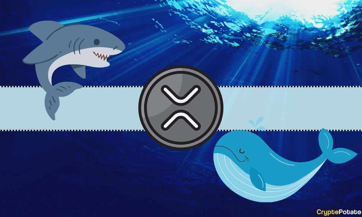 You are currently viewing Understanding Today’s Crash in XRP Prices: Ripple Whales Behind the Move Below $2.5?