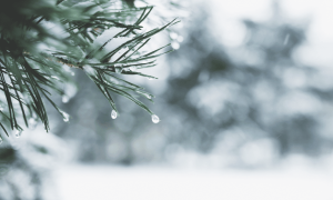 Read more about the article Crypto Trading Activity Hits Yearly Lows as Holiday Lull Freezes Markets