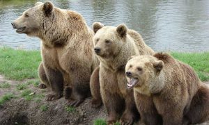 Read more about the article CryptoQuant Breaks Down Current Bear Market Signals